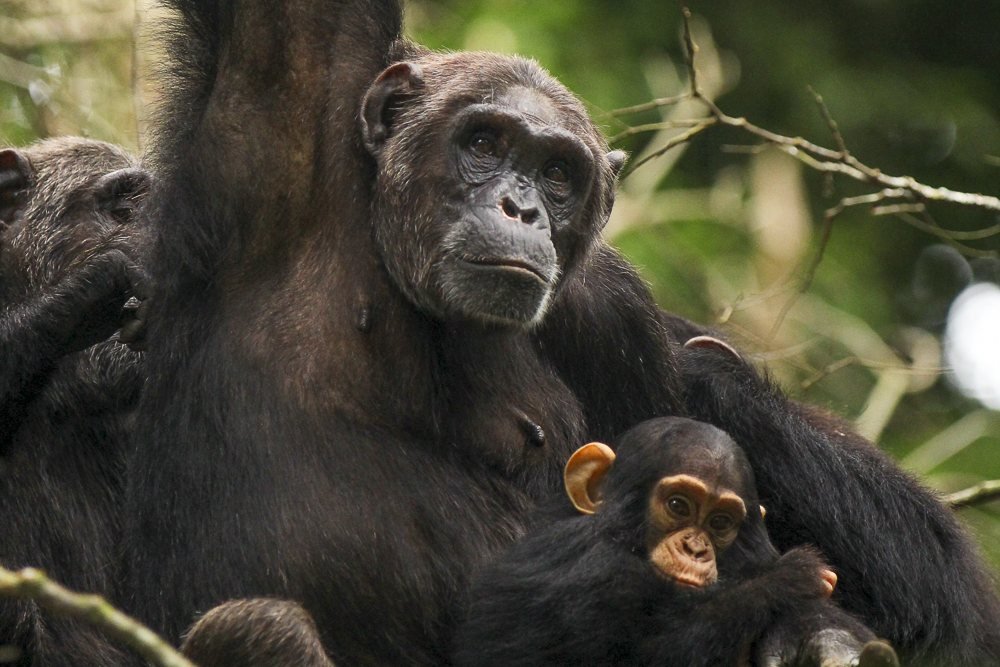 A chimpanzee mother and infant in the canopy