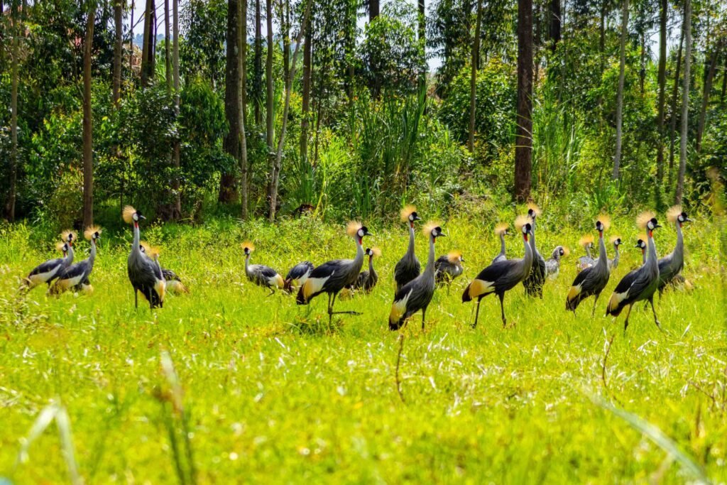 Grey crowned cranes, the bird on the Ugandan flag, in open wetland