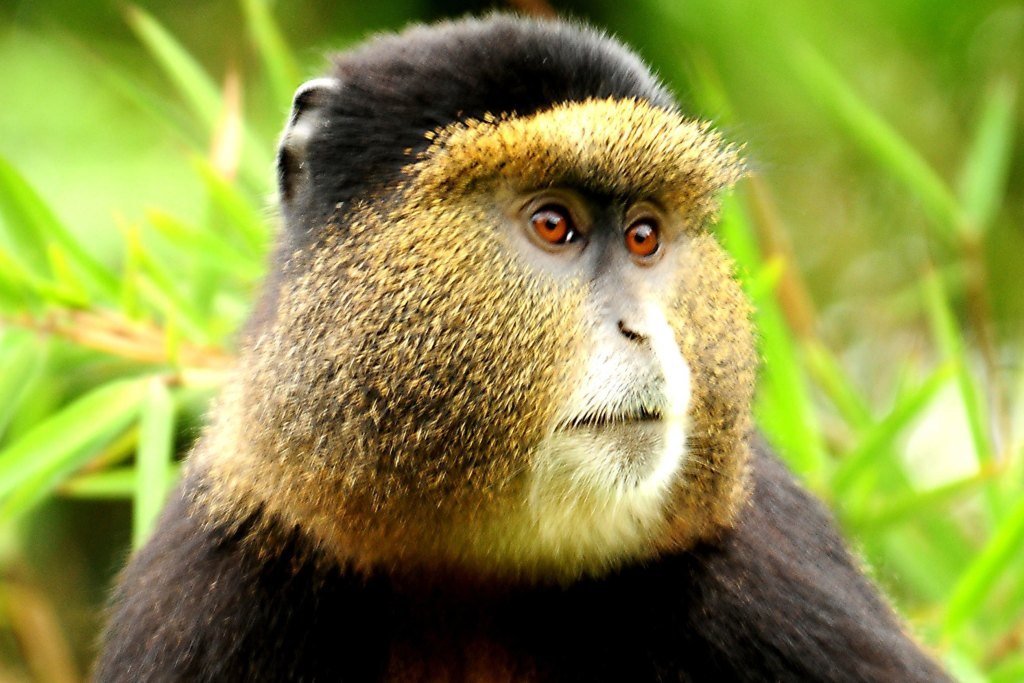 A golden monkey in the bamboo of Volcanoes National Park, Rwanda
