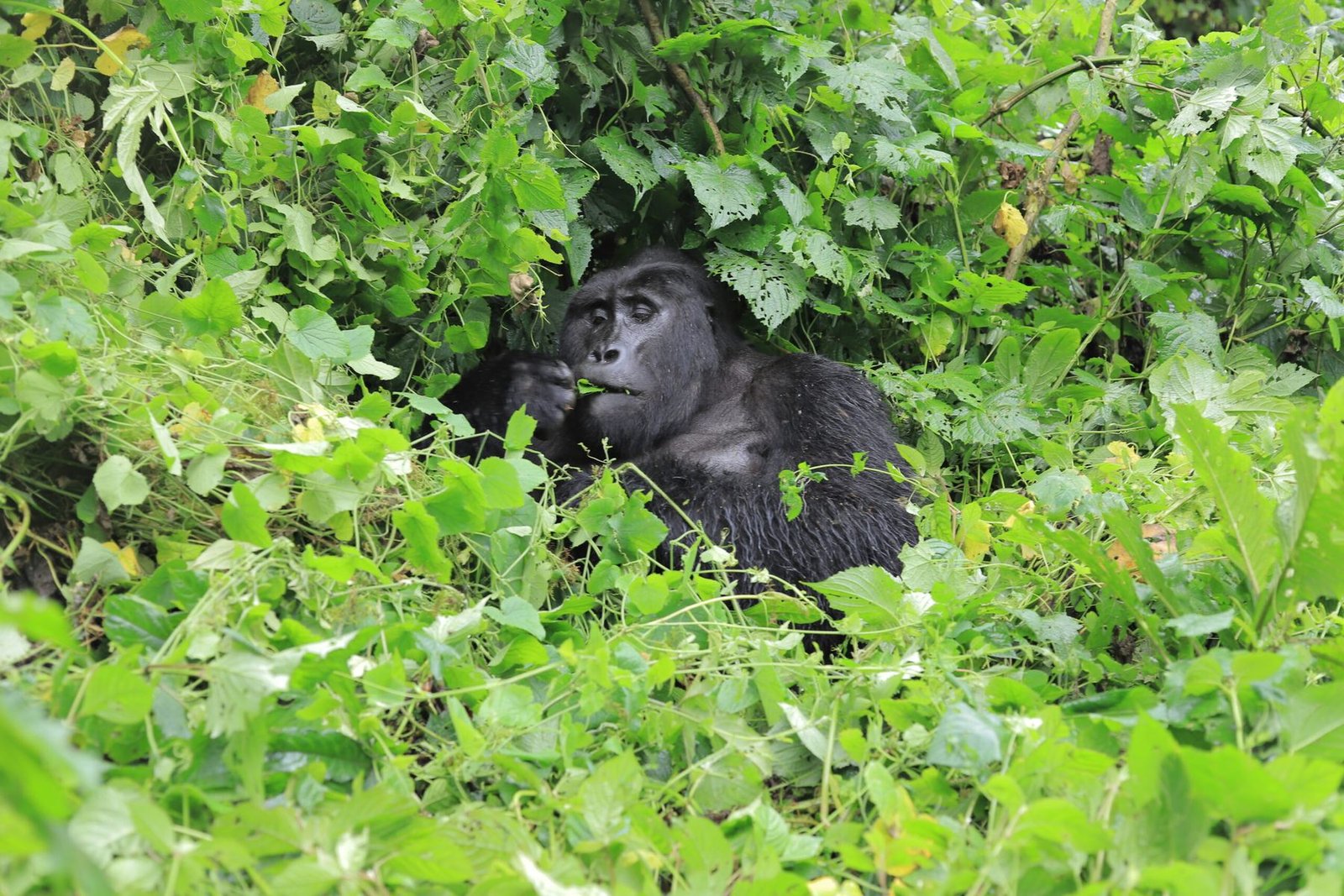 A mountain gorilla feeding in the forest at Bwindi, photographed on a Bashem trip in April 2025