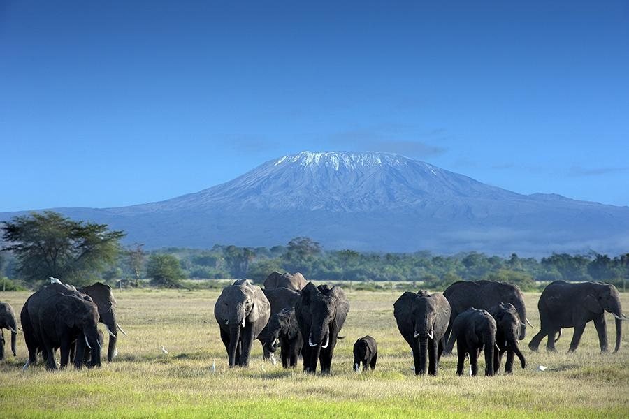 Elephants on open pan with Kilimanjaro rising behind them