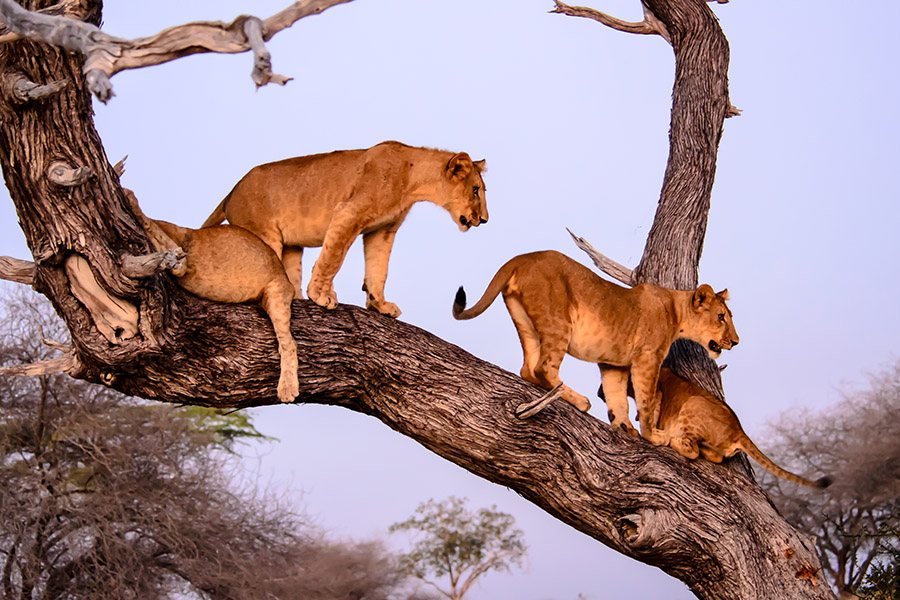 Lions resting in a tree at Lake Manyara