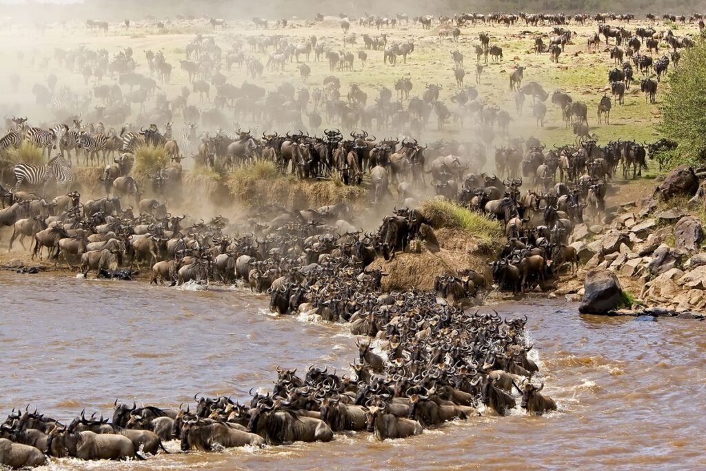 Wildebeest crossing the Mara river in their thousands during the migration