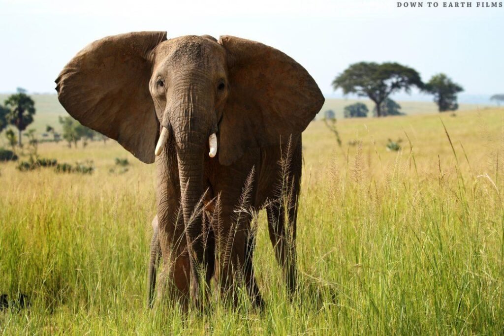 An elephant in Murchison Falls National Park