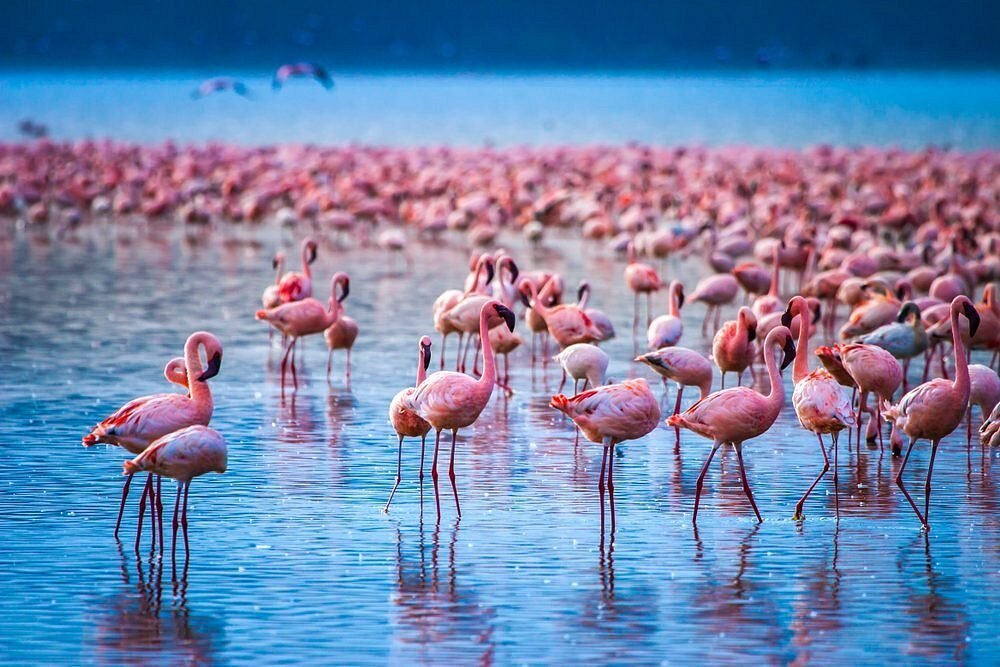 Flamingos in their thousands on Lake Nakuru in Kenya