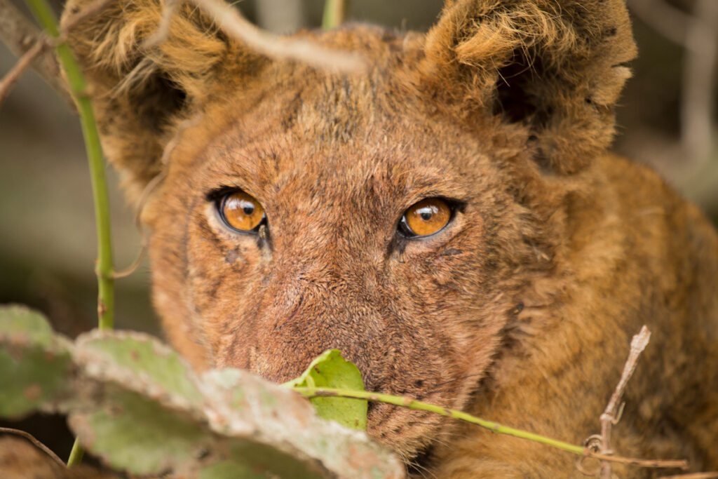 A lion in the Ishasha sector of Queen Elizabeth National Park, Uganda