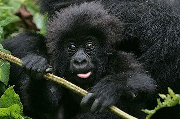 A young mountain gorilla in Volcanoes National Park, Rwanda