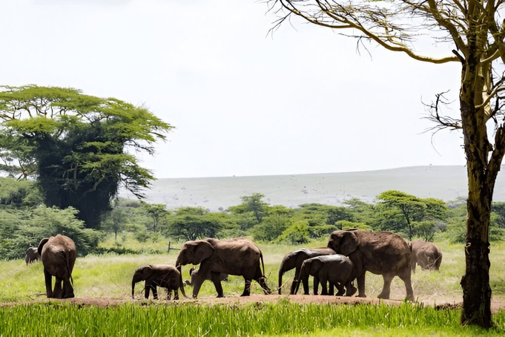 Elephants and dry northern Kenya scrub in the Samburu reserve