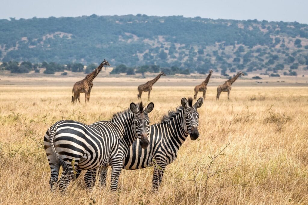 Zebra on the open grass plains of the Serengeti