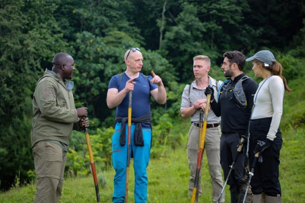 A mountain gorilla in the forest at Bwindi