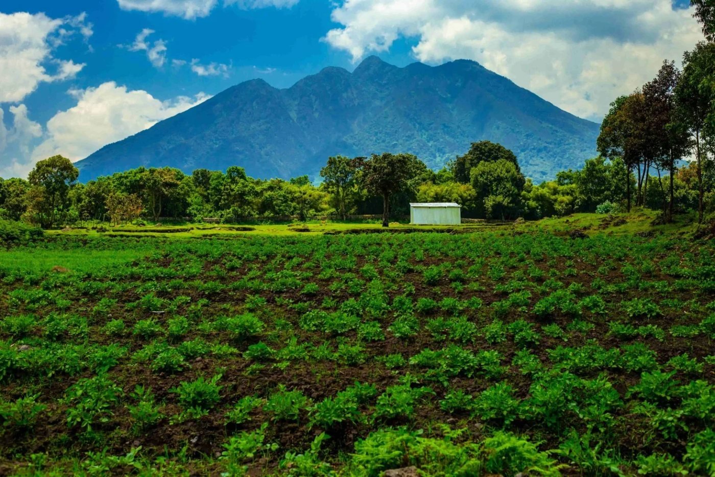Farmland on the slopes below the Virunga volcanoes in south-western Uganda