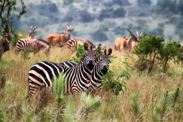 9 Days Rwanda Adventure