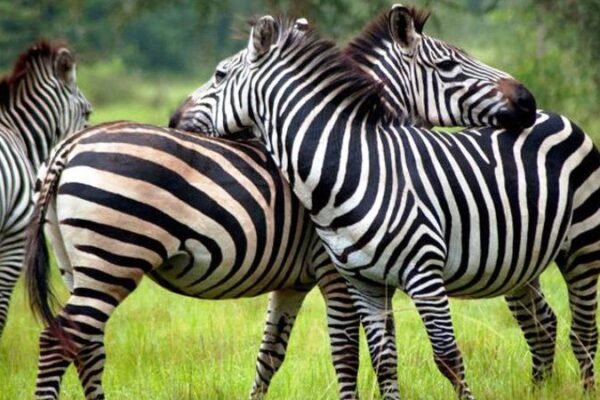 5 Days Bwindi & Lake Mburo