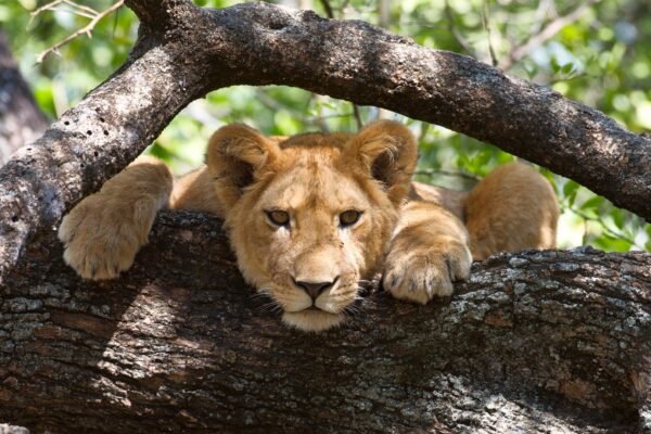 3 Days Lake Manyara National Park