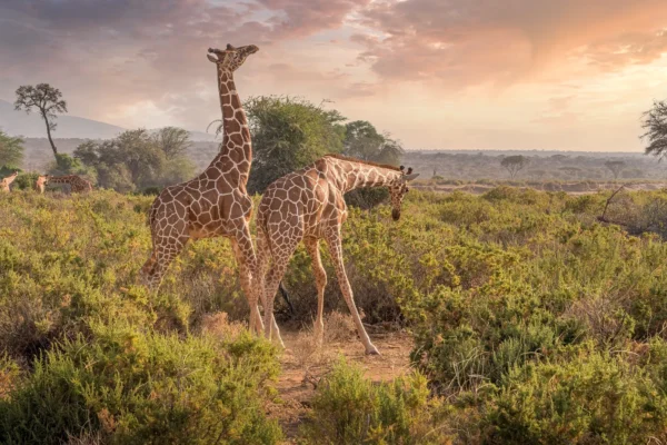 8 Days Majestic Kenya Safari
