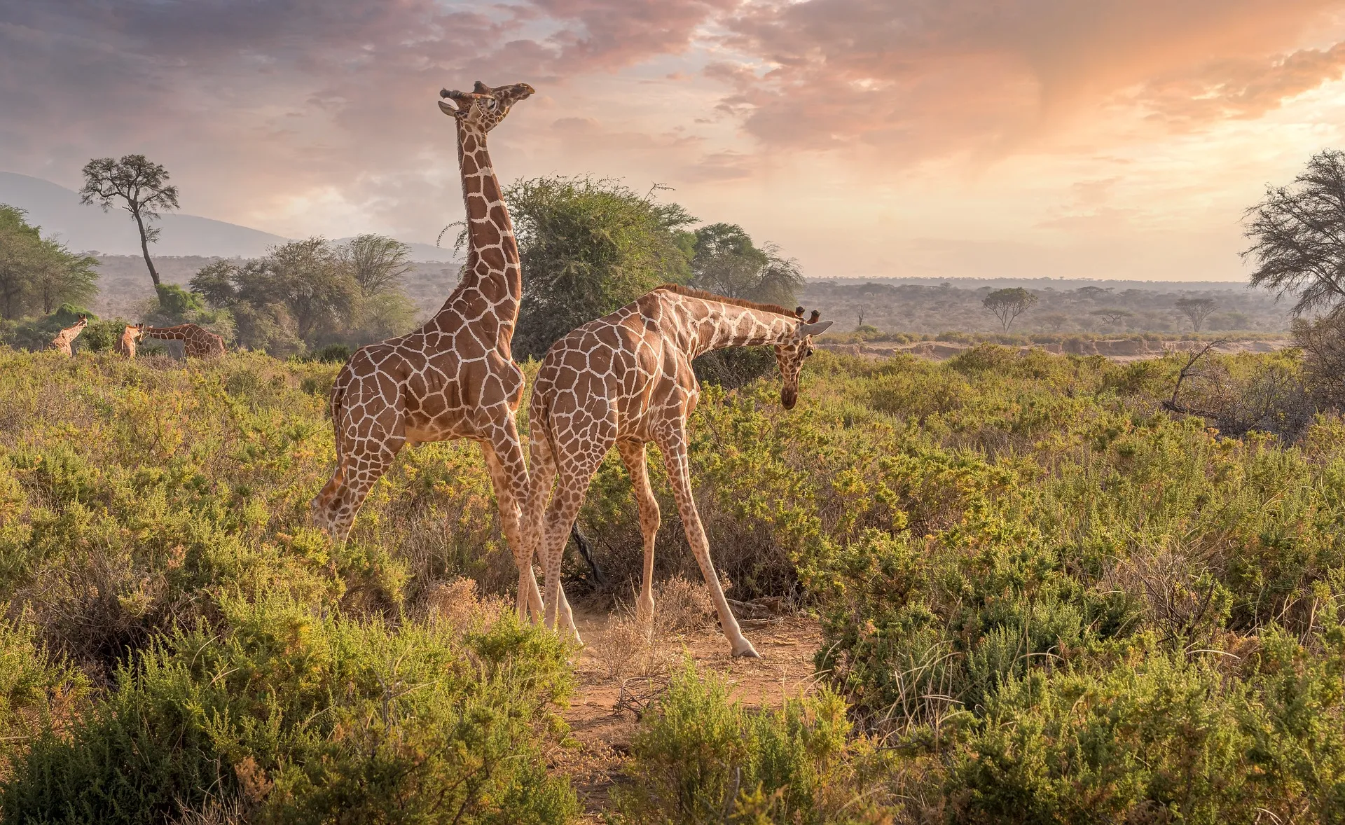 Embark on a majestic Kenya safari and capture wildlife photography, from lions to elephants, and Africa’s breathtaking landscapes.