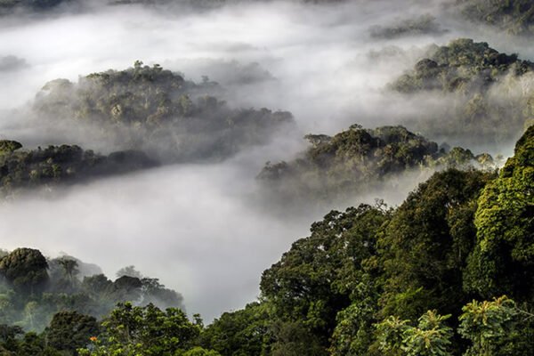 3 Days Nyungwe Park Tour