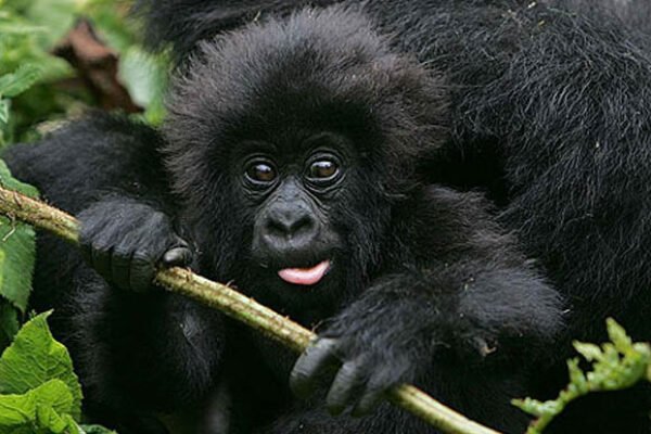 5-Day Volcanoes Gorillas & Akagera Park Wildlife Safari