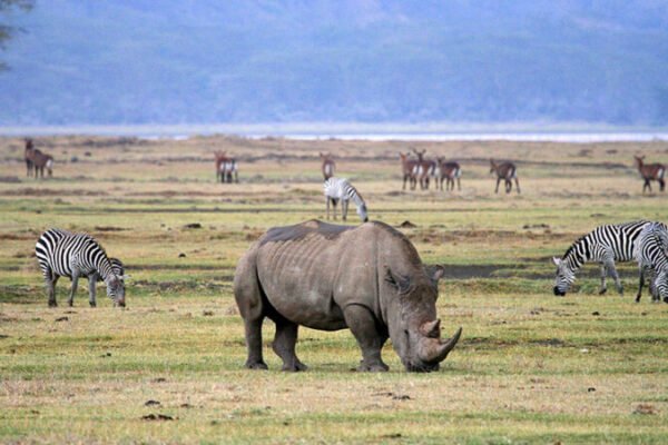 4 Days Ngorongoro Crater