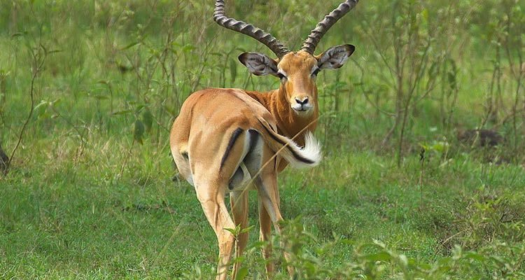 Sustainable Safari Tours in Uganda: How Responsible Travel Protects Wildlife