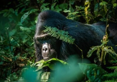 Bwindi Gorilla Trekking Explained: What Makes This Park the Best in Africa