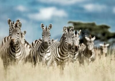 Kenya Tanzania Safari Combo: The Ultimate Big Five & Great Migration Experience