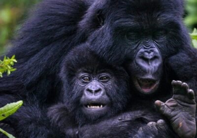 Bwindi vs Mgahinga Gorilla Trekking: Which Uganda Experience Is Right for You in 2026?
