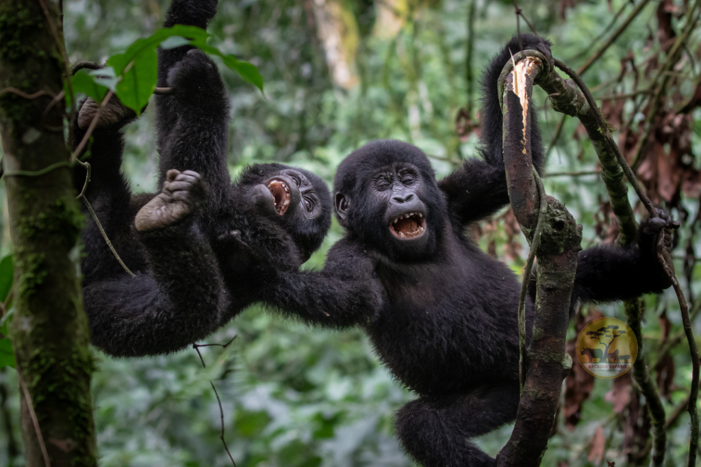 Best Time to Visit East Africa for Gorilla Trekking & Wildlife Safaris