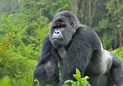 Why 2026 Is the Perfect Year to Experience Gorilla Trekking in East Africa (Complete Traveler Guide)