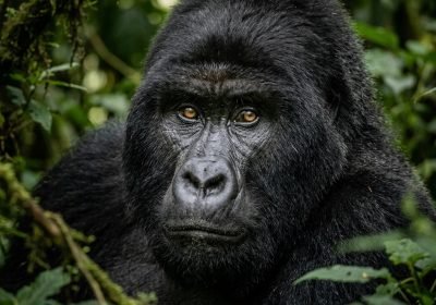You Don’t Have to Be an Adventurer to Trek Gorillas. You Just Have to Show Up.