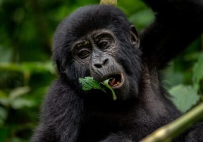 Is it Safe to Travel to Uganda in 2026? A Local Operator’s Honest Guide