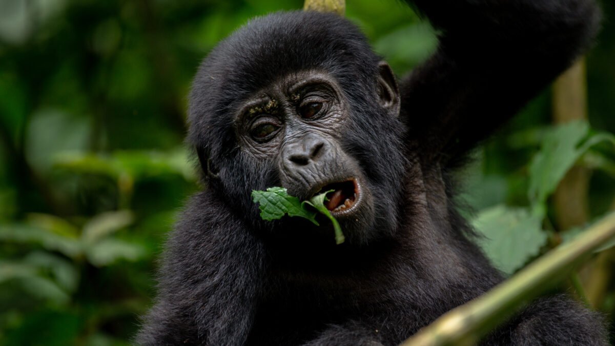 Trekking in Bwindi Forest